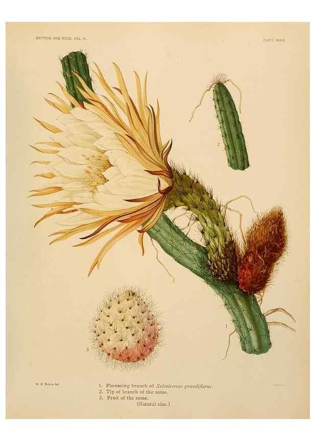Reproducción/Reproduction 7979562789: The Cactaceae :. Washington :Carnegie Institution of Washington,1919-1923.