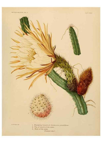 Reproducción/Reproduction 7979562789: The Cactaceae :. Washington :Carnegie Institution of Washington,1919-1923.