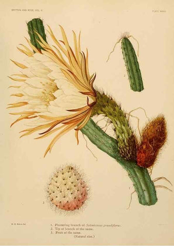 Reproducción/Reproduction 7979562789: The Cactaceae :. Washington :Carnegie Institution of Washington,1919-1923.