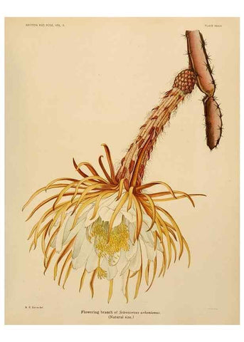 Reproducción/Reproduction 7979563193: The Cactaceae :. Washington :Carnegie Institution of Washington,1919-1923.