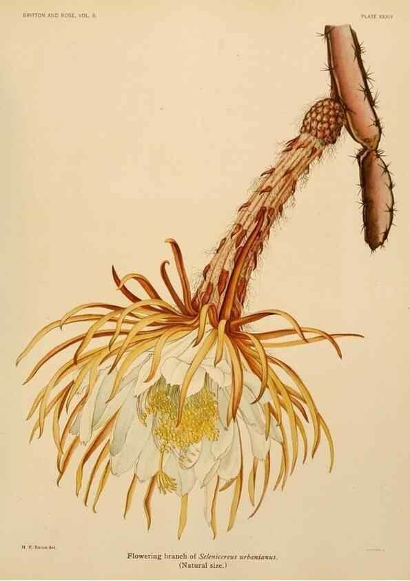 Reproducción/Reproduction 7979563193: The Cactaceae :. Washington :Carnegie Institution of Washington,1919-1923.