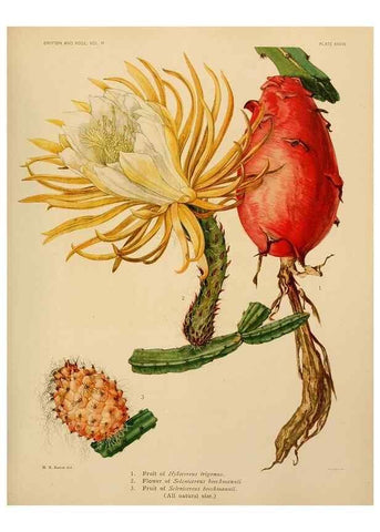 Reproducción/Reproduction 7979564007: The Cactaceae :. Washington :Carnegie Institution of Washington,1919-1923.