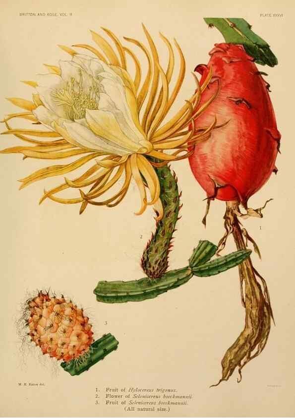 Reproducción/Reproduction 7979564007: The Cactaceae :. Washington :Carnegie Institution of Washington,1919-1923.