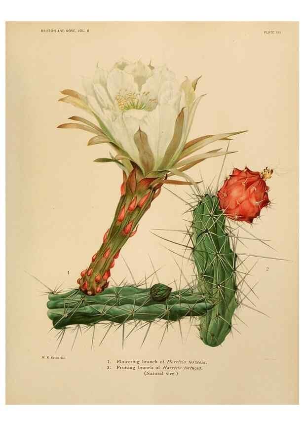 Reproducción/Reproduction 7979559290: The Cactaceae :. Washington :Carnegie Institution of Washington,1919-1923.