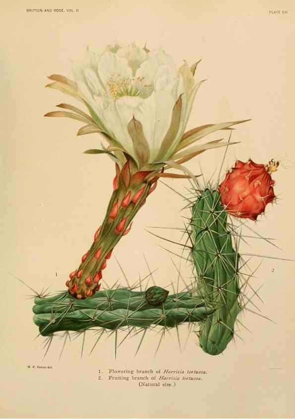 Reproducción/Reproduction 7979559290: The Cactaceae :. Washington :Carnegie Institution of Washington,1919-1923.