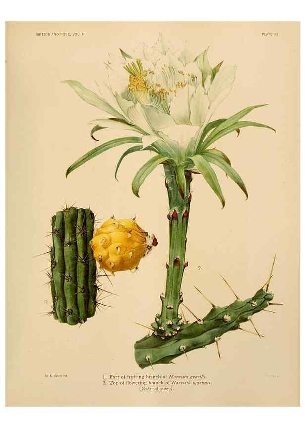 Reproducción/Reproduction 7979558802: The Cactaceae :. Washington :Carnegie Institution of Washington,1919-1923.
