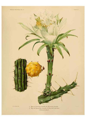 Reproducción/Reproduction 7979558802: The Cactaceae :. Washington :Carnegie Institution of Washington,1919-1923.