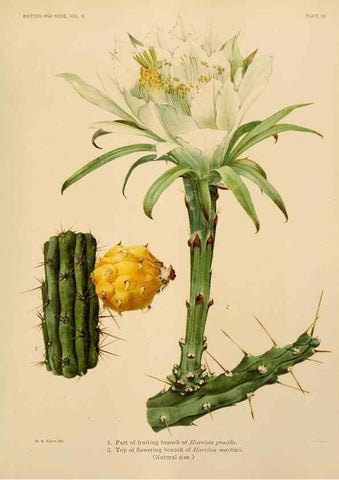 Reproducción/Reproduction 7979558802: The Cactaceae :. Washington :Carnegie Institution of Washington,1919-1923.