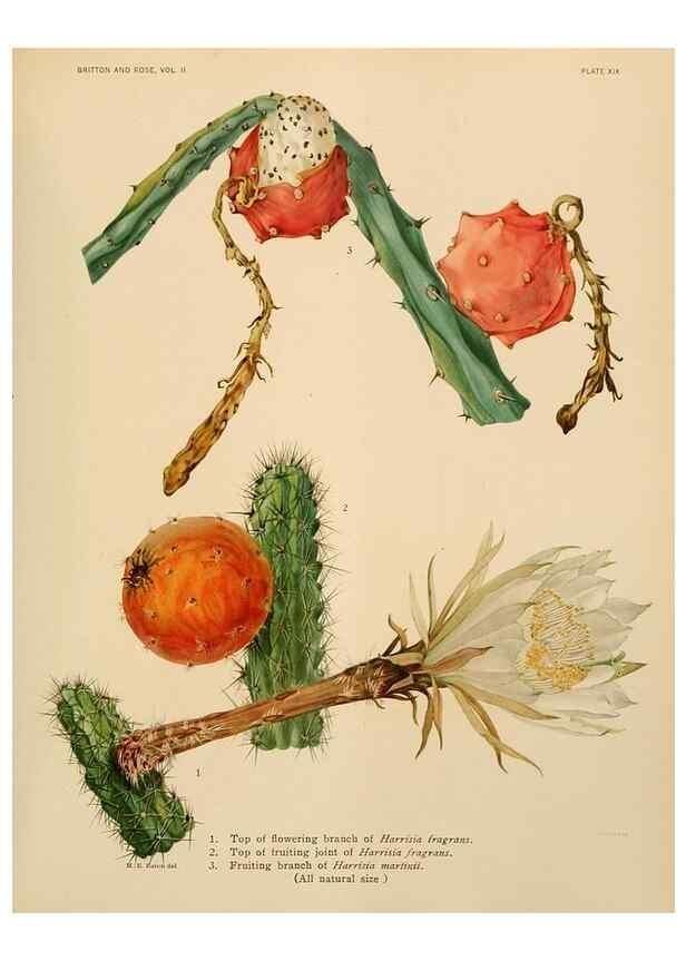 Reproducción/Reproduction 7979558444: The Cactaceae :. Washington :Carnegie Institution of Washington,1919-1923.