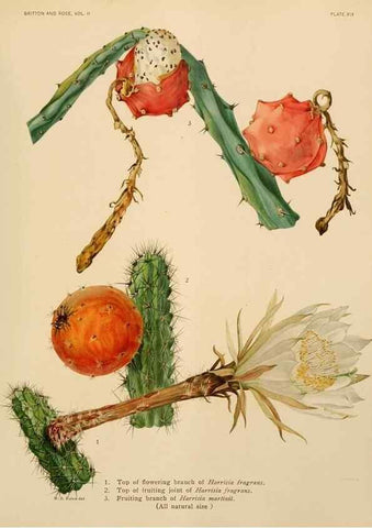 Reproducción/Reproduction 7979558444: The Cactaceae :. Washington :Carnegie Institution of Washington,1919-1923.
