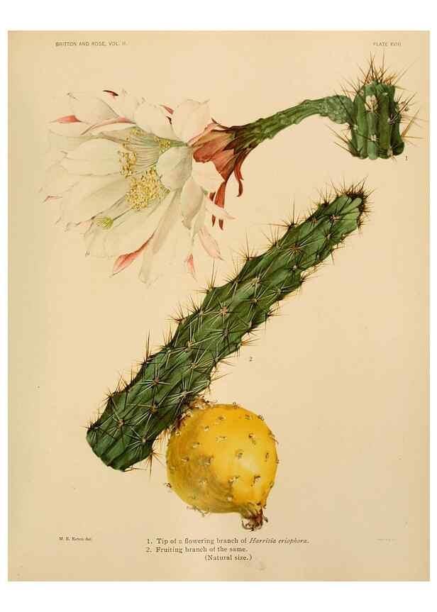 Reproducción/Reproduction 7979558124: The Cactaceae :. Washington :Carnegie Institution of Washington,1919-1923.