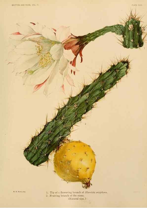 Reproducción/Reproduction 7979558124: The Cactaceae :. Washington :Carnegie Institution of Washington,1919-1923.