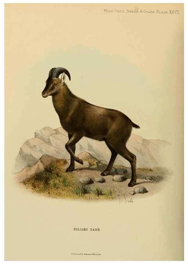 Reproducción/Reproduction 7977298051: Wild oxen, sheep & goats of all lands, living and extinct,. London,R. Ward,1898.