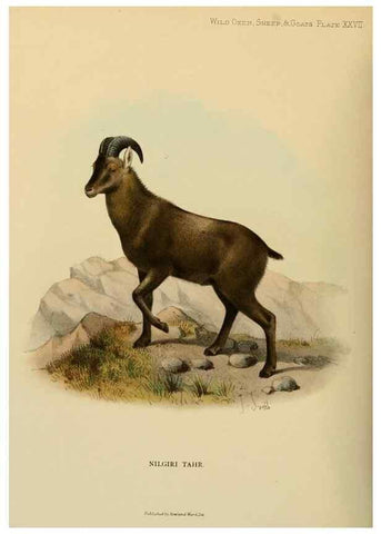 Reproducción/Reproduction 7977298051: Wild oxen, sheep & goats of all lands, living and extinct,. London,R. Ward,1898.