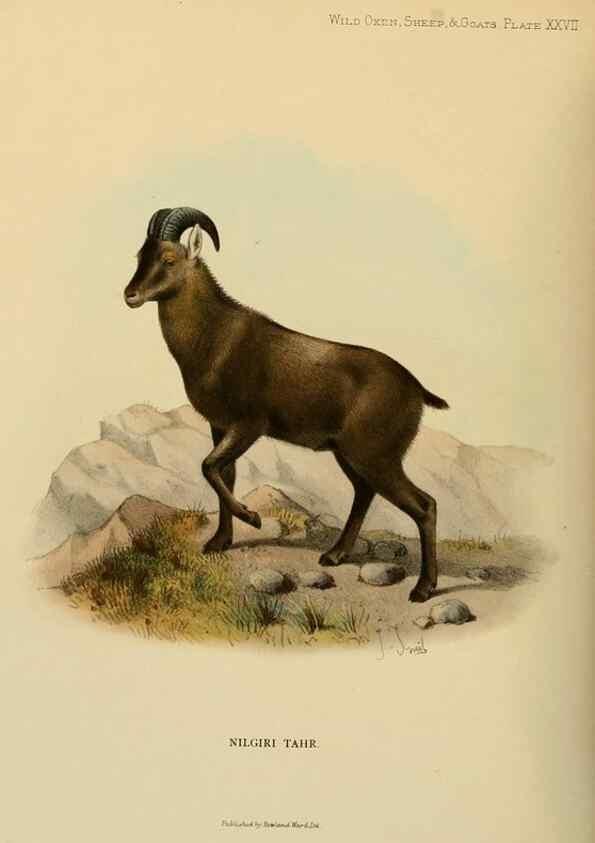 Reproducción/Reproduction 7977298051: Wild oxen, sheep & goats of all lands, living and extinct,. London,R. Ward,1898.