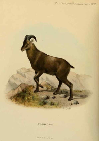 Reproducción/Reproduction 7977298051: Wild oxen, sheep & goats of all lands, living and extinct,. London,R. Ward,1898.