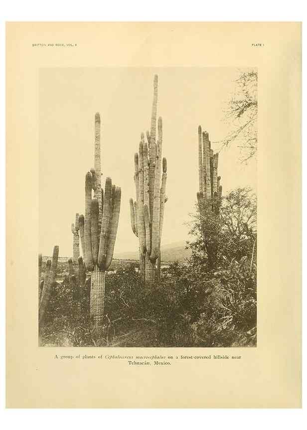 Reproducción/Reproduction 7979551596: The Cactaceae :. Washington :Carnegie Institution of Washington,1919-1923.