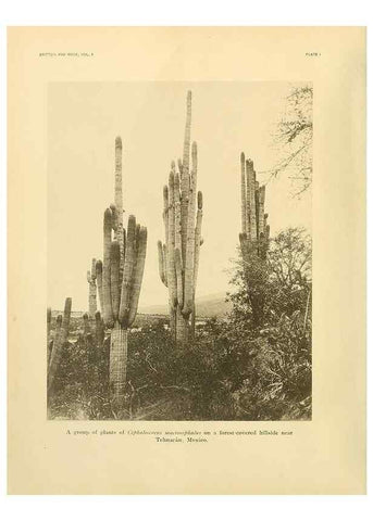 Reproducción/Reproduction 7979551596: The Cactaceae :. Washington :Carnegie Institution of Washington,1919-1923.