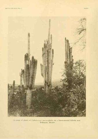 Reproducción/Reproduction 7979551596: The Cactaceae :. Washington :Carnegie Institution of Washington,1919-1923.