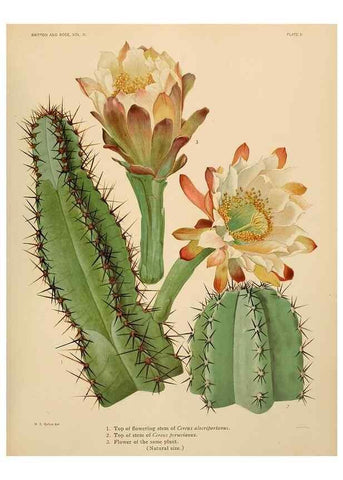 Reproducción/Reproduction 7979551053: The Cactaceae :. Washington :Carnegie Institution of Washington,1919-1923.
