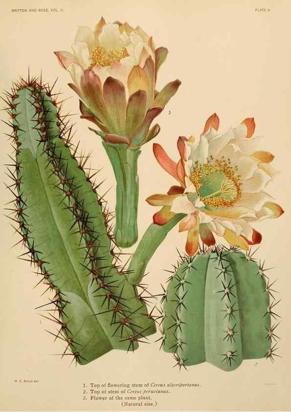 Reproducción/Reproduction 7979551053: The Cactaceae :. Washington :Carnegie Institution of Washington,1919-1923.