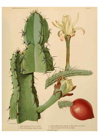 Reproducción/Reproduction 7979552352: The Cactaceae :. Washington :Carnegie Institution of Washington,1919-1923.