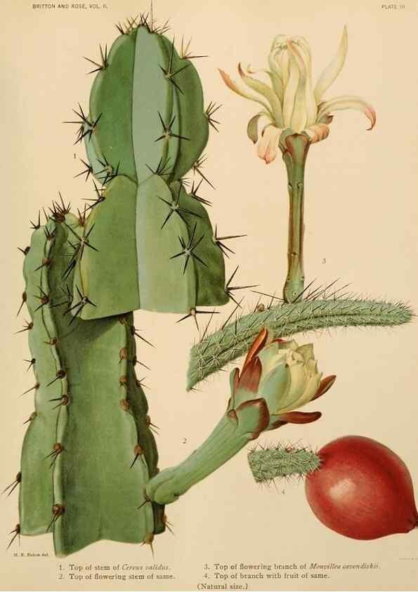 Reproducción/Reproduction 7979552352: The Cactaceae :. Washington :Carnegie Institution of Washington,1919-1923.