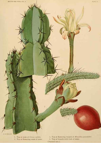 Reproducción/Reproduction 7979552352: The Cactaceae :. Washington :Carnegie Institution of Washington,1919-1923.