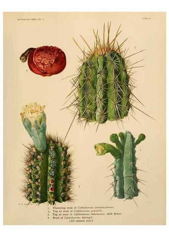 Reproducción/Reproduction 7979551837: The Cactaceae :. Washington :Carnegie Institution of Washington,1919-1923.