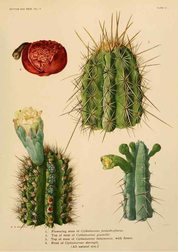 Reproducción/Reproduction 7979551837: The Cactaceae :. Washington :Carnegie Institution of Washington,1919-1923.