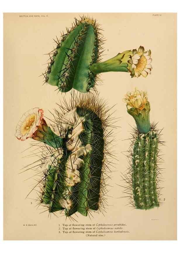 Reproducción/Reproduction 7979553832: The Cactaceae :. Washington :Carnegie Institution of Washington,1919-1923.