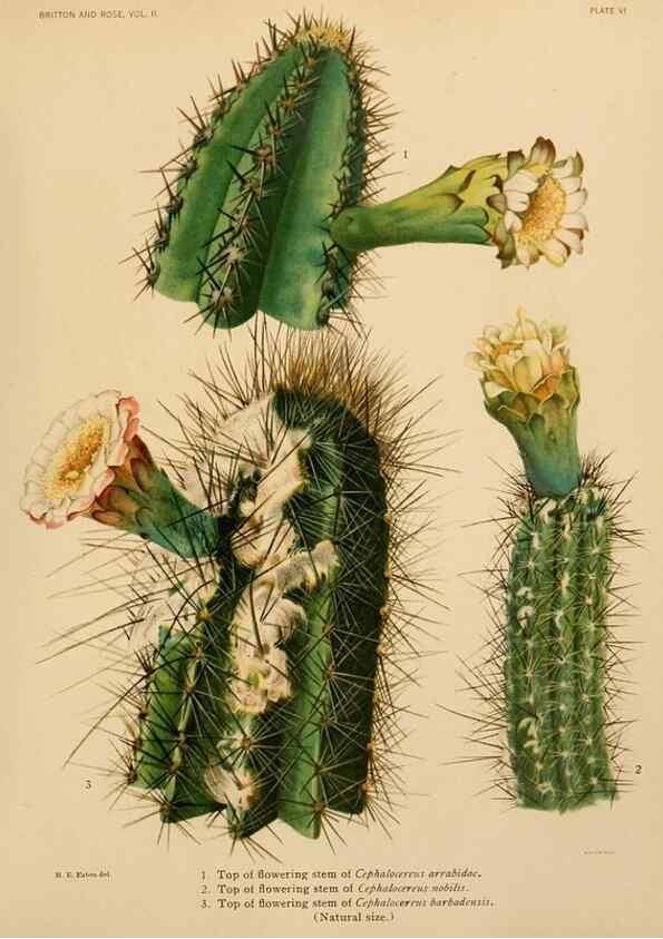 Reproducción/Reproduction 7979553832: The Cactaceae :. Washington :Carnegie Institution of Washington,1919-1923.