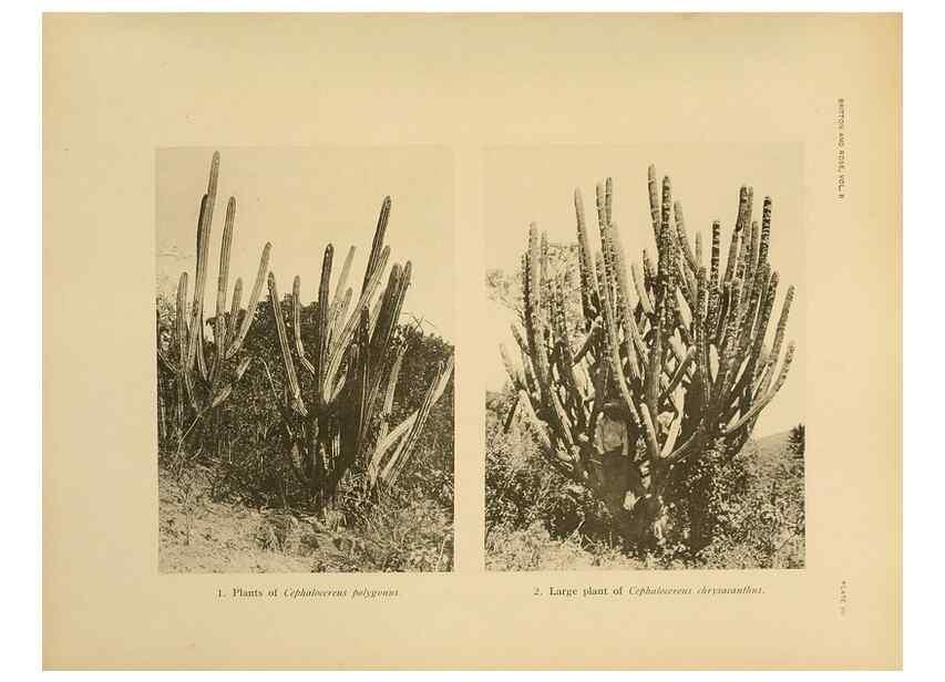 Reproducción/Reproduction 7979553395: The Cactaceae :. Washington :Carnegie Institution of Washington,1919-1923.