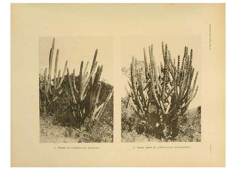 Reproducción/Reproduction 7979553395: The Cactaceae :. Washington :Carnegie Institution of Washington,1919-1923.