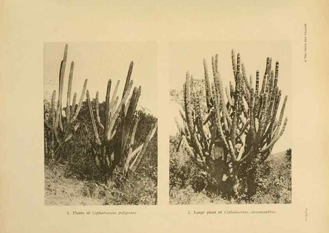 Reproducción/Reproduction 7979553395: The Cactaceae :. Washington :Carnegie Institution of Washington,1919-1923.