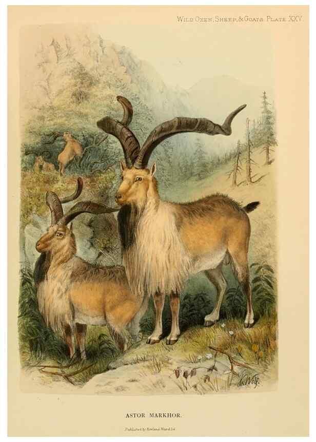 Reproducción/Reproduction 7977298918: Wild oxen, sheep & goats of all lands, living and extinct,. London,R. Ward,1898.