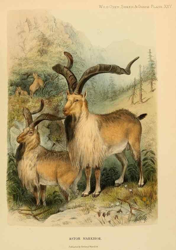Reproducción/Reproduction 7977298918: Wild oxen, sheep & goats of all lands, living and extinct,. London,R. Ward,1898.