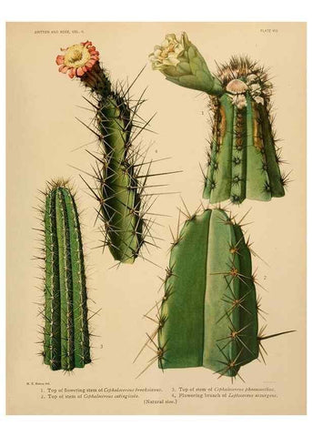 Reproducción/Reproduction 7979554622: The Cactaceae :. Washington :Carnegie Institution of Washington,1919-1923.