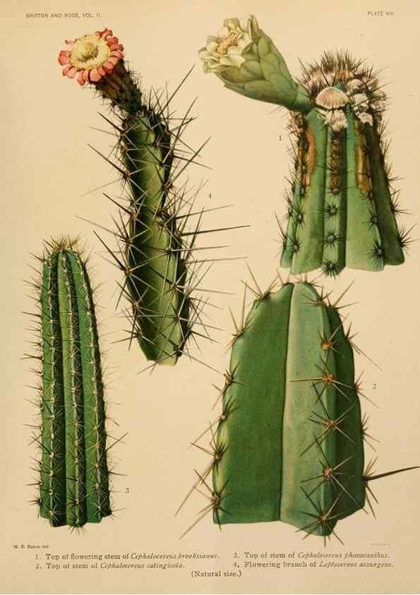 Reproducción/Reproduction 7979554622: The Cactaceae :. Washington :Carnegie Institution of Washington,1919-1923.