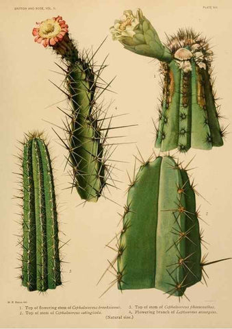 Reproducción/Reproduction 7979554622: The Cactaceae :. Washington :Carnegie Institution of Washington,1919-1923.