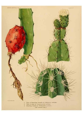 Reproducción/Reproduction 7979555853: The Cactaceae :. Washington :Carnegie Institution of Washington,1919-1923.