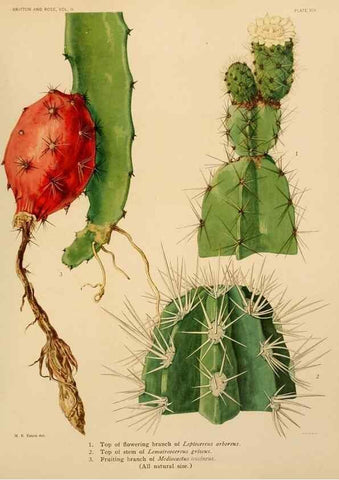 Reproducción/Reproduction 7979555853: The Cactaceae :. Washington :Carnegie Institution of Washington,1919-1923.