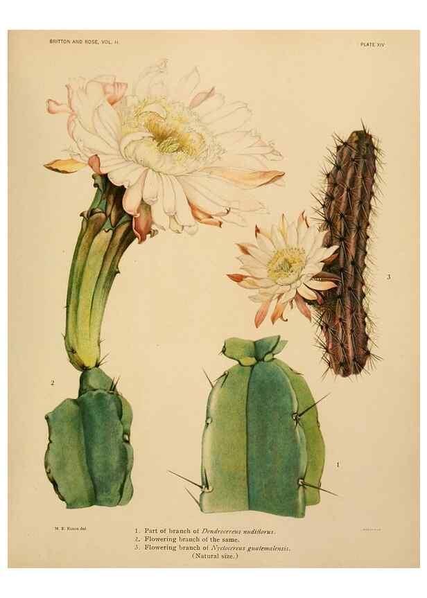 Reproducción/Reproduction 7979556173: The Cactaceae :. Washington :Carnegie Institution of Washington,1919-1923.