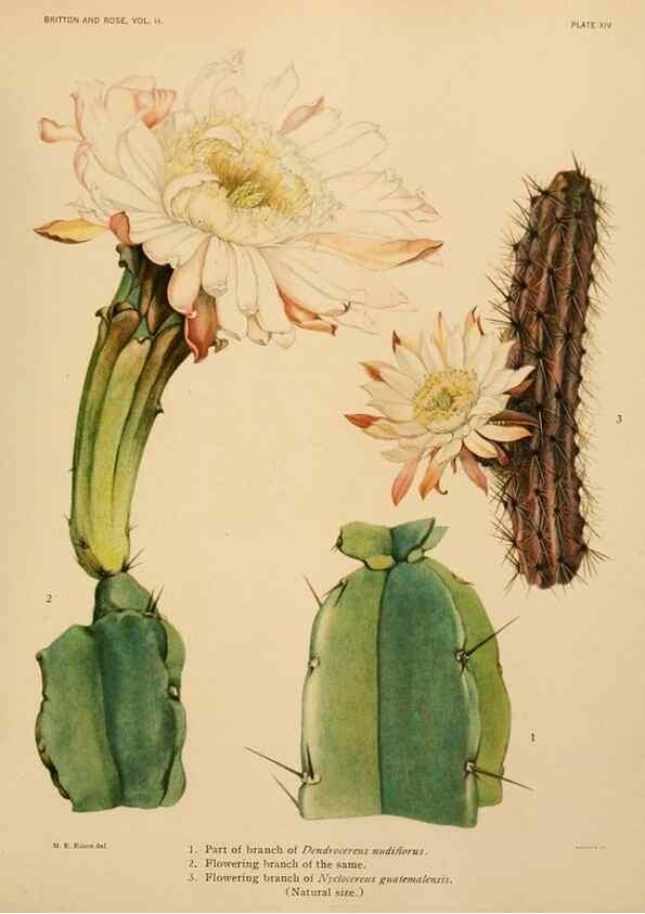 Reproducción/Reproduction 7979556173: The Cactaceae :. Washington :Carnegie Institution of Washington,1919-1923.