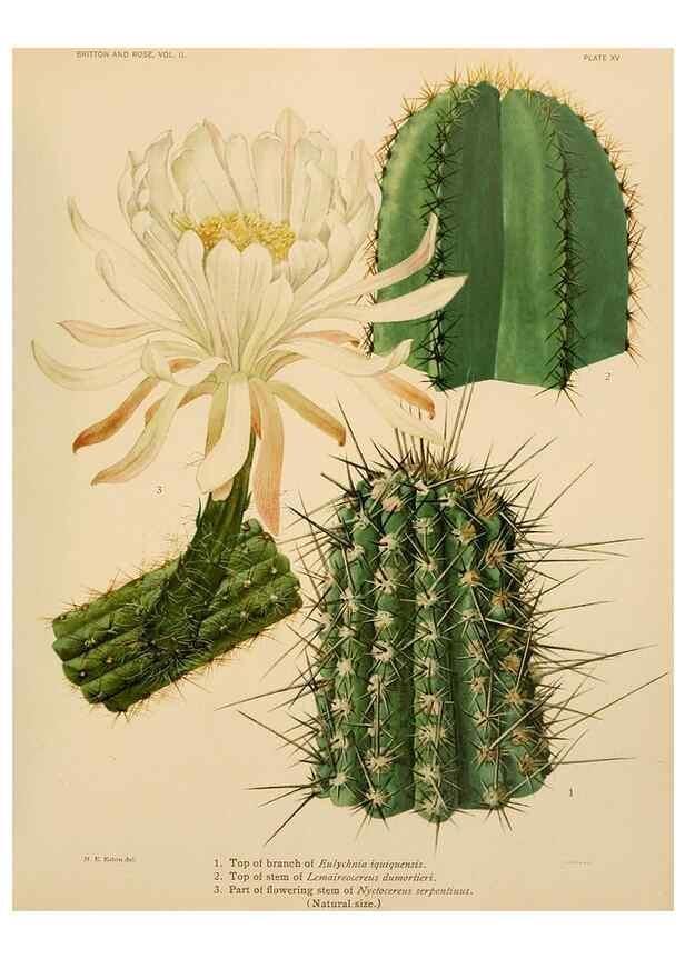Reproducción/Reproduction 7979557086: The Cactaceae :. Washington :Carnegie Institution of Washington,1919-1923.