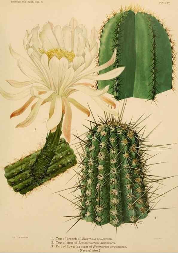 Reproducción/Reproduction 7979557086: The Cactaceae :. Washington :Carnegie Institution of Washington,1919-1923.