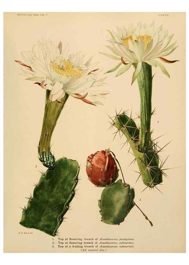 Reproducción/Reproduction 7979557402: The Cactaceae :. Washington :Carnegie Institution of Washington,1919-1923.