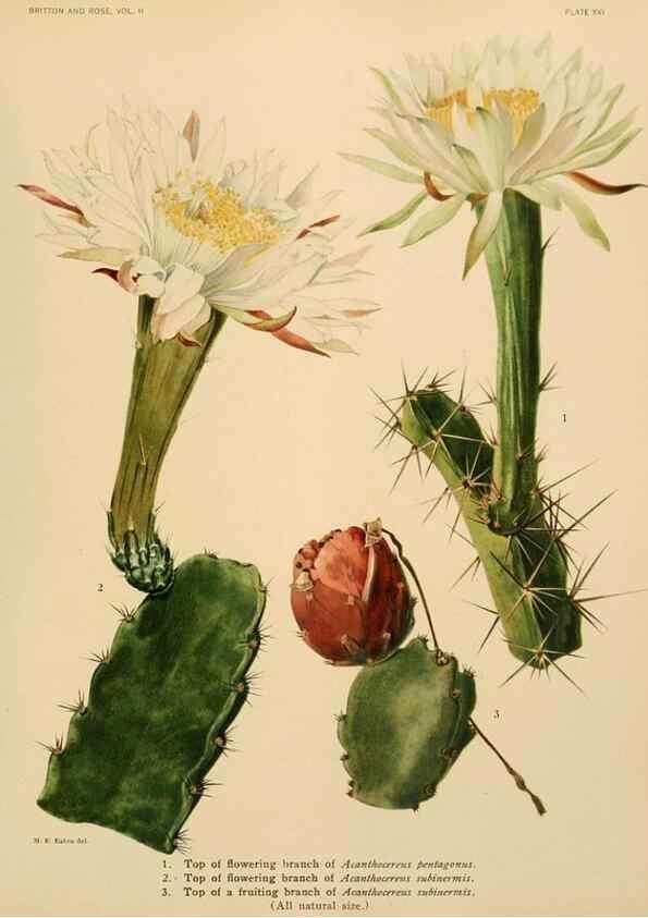 Reproducción/Reproduction 7979557402: The Cactaceae :. Washington :Carnegie Institution of Washington,1919-1923.