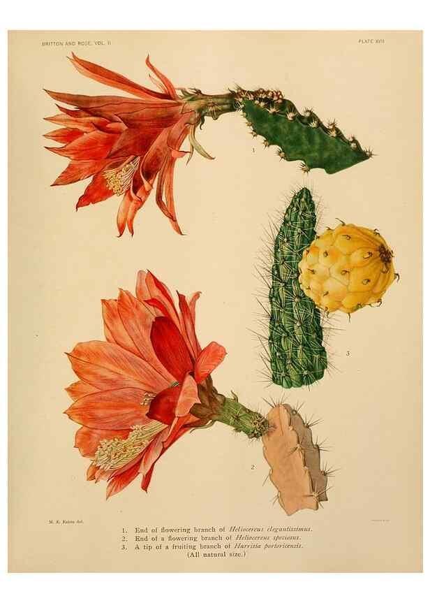 Reproducción/Reproduction 7979557742: The Cactaceae :. Washington :Carnegie Institution of Washington,1919-1923.
