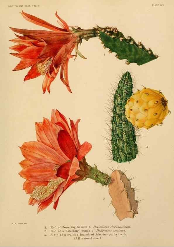 Reproducción/Reproduction 7979557742: The Cactaceae :. Washington :Carnegie Institution of Washington,1919-1923.